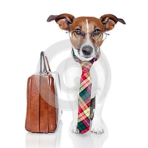 Business dog