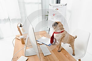 Business dog with desktop computer