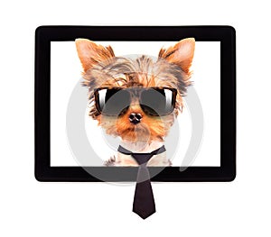 Business dog on a digital tablet screen