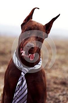 Business dog Doberman tie funny