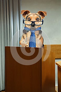 Business dog having public speaking at Podium pulpit with microphone