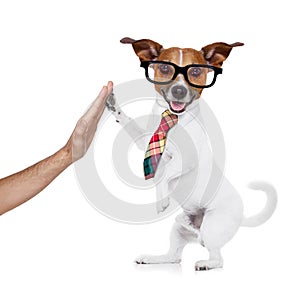 Business dog high five