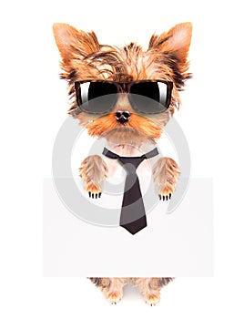 Business dog holding banner