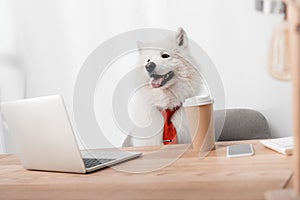 Business dog with laptop