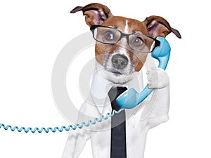 Business dog on the phone