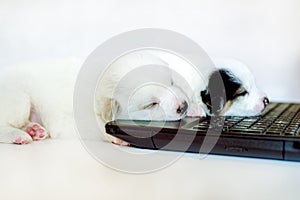 Business dog smart searching stock market online check his account with smile. Cute three puppy pooch sleeping at a computer.