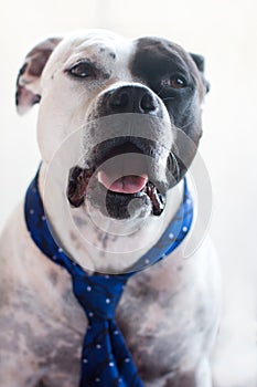 A business dog in a tie.