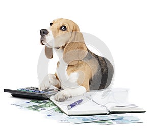 La tienda el perro máquina de escribir 