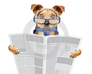 Business dog wearing glasses and tie reading newspaper isolated