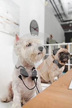 Business dogs with headsets