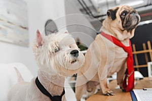 Business dogs in neckties