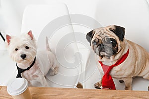 Business dogs in neckties