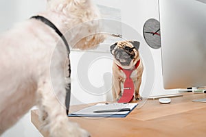 Business dogs in office