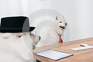 Business dogs at workplace