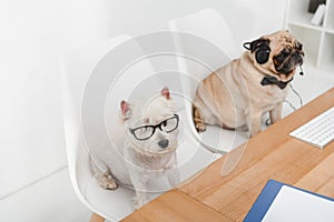 Business dogs at workplace