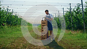 Business farmer man looking camera at modern orchard near box near cherry tree.