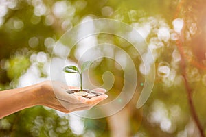 Business and finance concept. A man hand holding plant growing on stack of coins with green nature as background