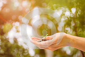 Business and finance concept. A man hand holding plant growing on stack of coins with green nature as background