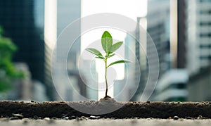 Business Finance Growth Green Seedling Concept