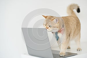 business with gold brittish cat costume with necktie and use laptop