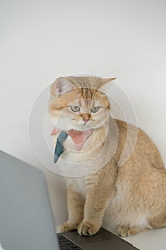 business with gold brittish cat costume with necktie and use laptop