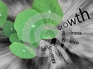 Business growth concept with green leaves of a plant growing with persistence on blur digital effect illustration background in