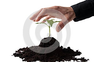 Business hand grasping a young plant