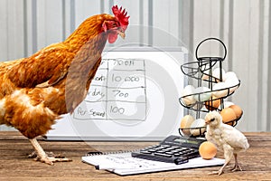 Business hen and chick having a small business meeting discussing egg production, accounts, pay raise, promotion and tax