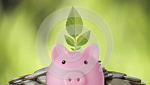 Business investment and saving growth for advertising concept. Plant growing on piggy bank on stacking coin and green nature backg