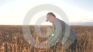 Business man checks the quality of wheat. agriculture concept. Farmer`s hands pour wheat grains in a bag with ears