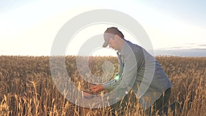 Business man checks the quality of wheat. agriculture concept. Farmer`s hands pour wheat grains in a bag with ears