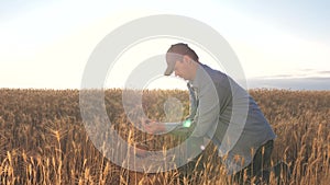 Business man checks the quality of wheat. agriculture concept. Farmer`s hands pour wheat grains in a bag with ears