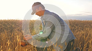 Business man checks the quality of wheat. agriculture concept. Farmer`s hands pour wheat grains in a bag with ears