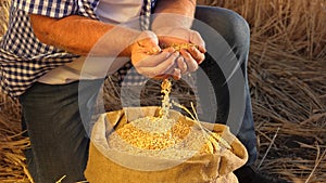 Business man checks the quality of wheat. close-up. Farmer`s hands pour wheat grains in a bag with ears. Harvesting