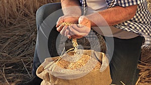 Business man checks the quality of wheat. close-up. Farmer`s hands pour wheat grains in a bag with ears. Harvesting