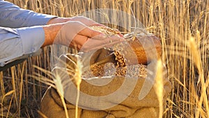 Business man checks the quality of wheat. Farmer`s hands pour wheat grains in a bag with ears. Harvesting cereals. An