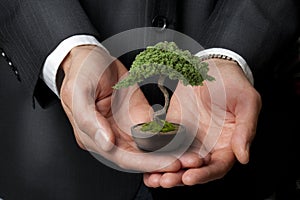 Business Management Bonsai Tree Wisdom photo