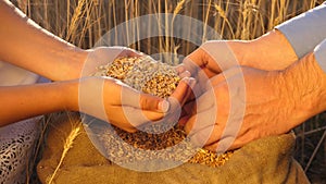 Business people check the quality of wheat. Agriculture concept. agricultural business. farmer s hands pour grain into