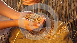 Business people check the quality of wheat. Agriculture concept. agricultural business. farmer s hands pour grain into