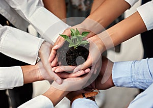 Business people, hands and plant with teamwork, synergy and sustainability, ecology and corporate growth for future