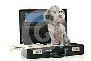 Business Poodle