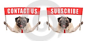 Business pug dog holding up red banner sign with text contact us and subscribe