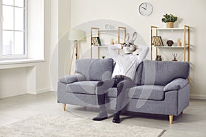 Business rabbit man enjoying weekend without work, sitting on sofa at home, and relaxing