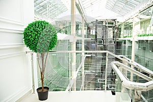 Business skyscraper with panoramic windows. empty office space. potted tree