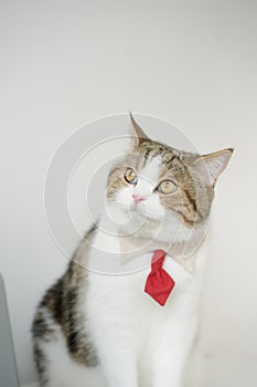 business with tabby scottish cat costume with necktie during use laptop and sit on white table