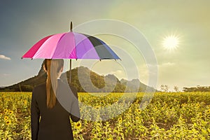 Business woman holding multicolored umbrella in sunflower field