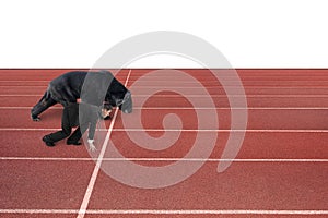 Businessman and bear are ready to race on running track