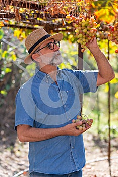 Businessman checking his grapes, farmer checking his products