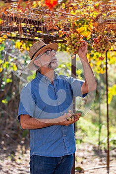 Businessman checking his grapes, farmer checking his products