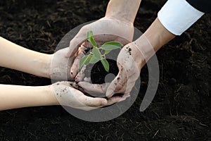 Businessman and child grow and nurture plant on fertilized soil concept. Gyre